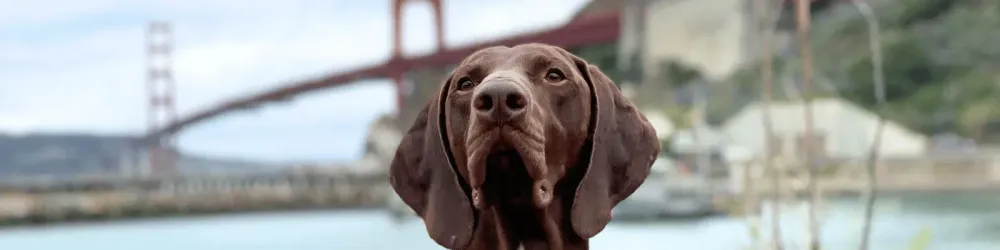 Header. Meet Barni, the Dog Voted TSA’s Cutest Canine